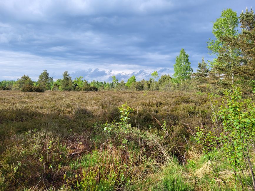 Wurzacher Ried