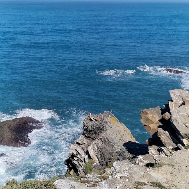 Zambujeira do Mar -> Almograve