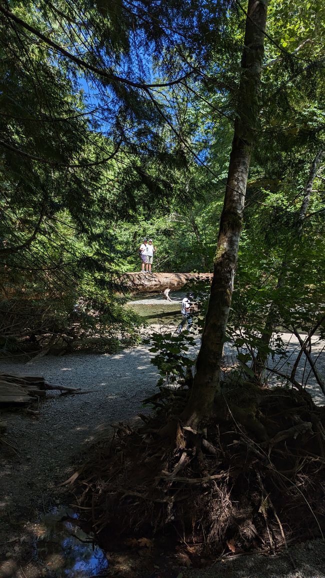 Cathedral Grove