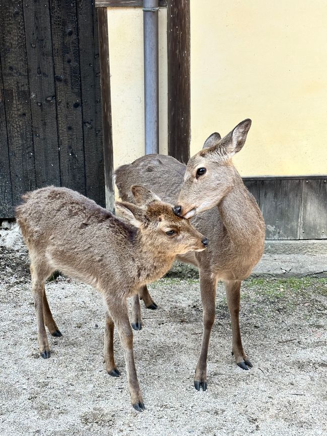 Spring on Miyajima — mountains, beach and greedy deer