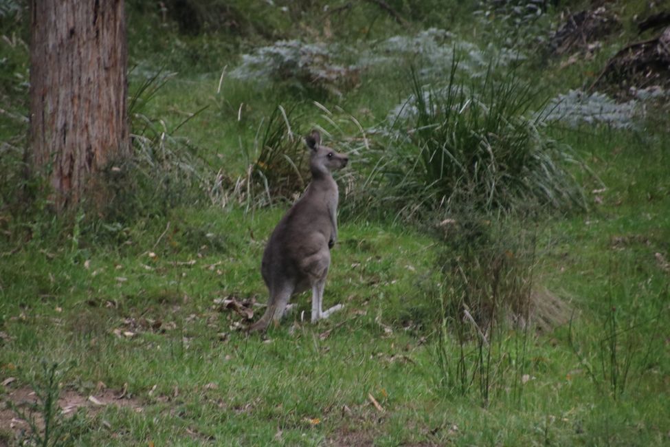 Kängurus sulla Great Ocean Road