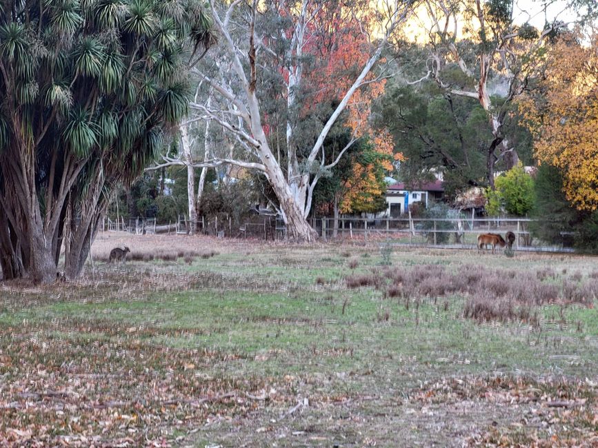 Hahndorf - Halls Gap