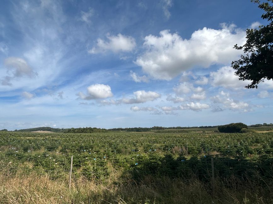 Der kleine Hannes möchte aus dem„Smallwald“ abgeholt werden