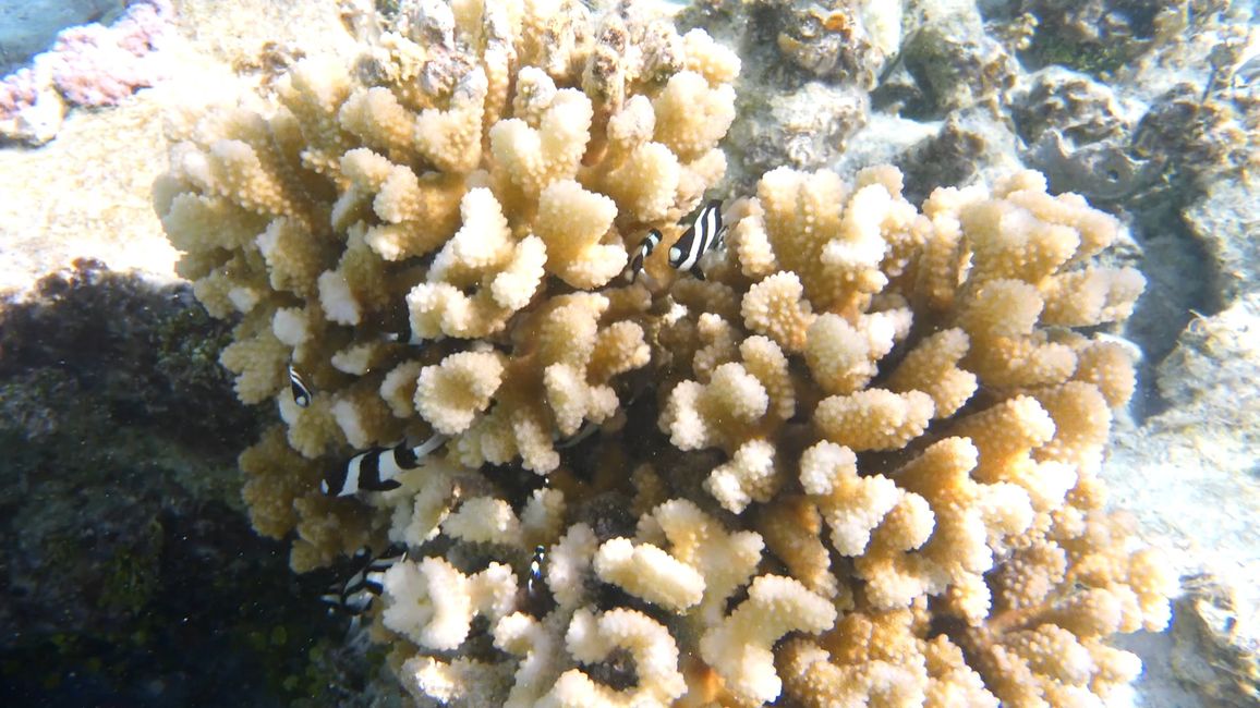 2025-05-09 Maupiti
