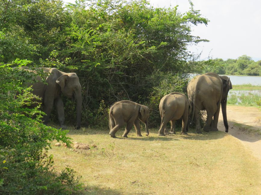 Udawalawa - Safari avec des éléphants