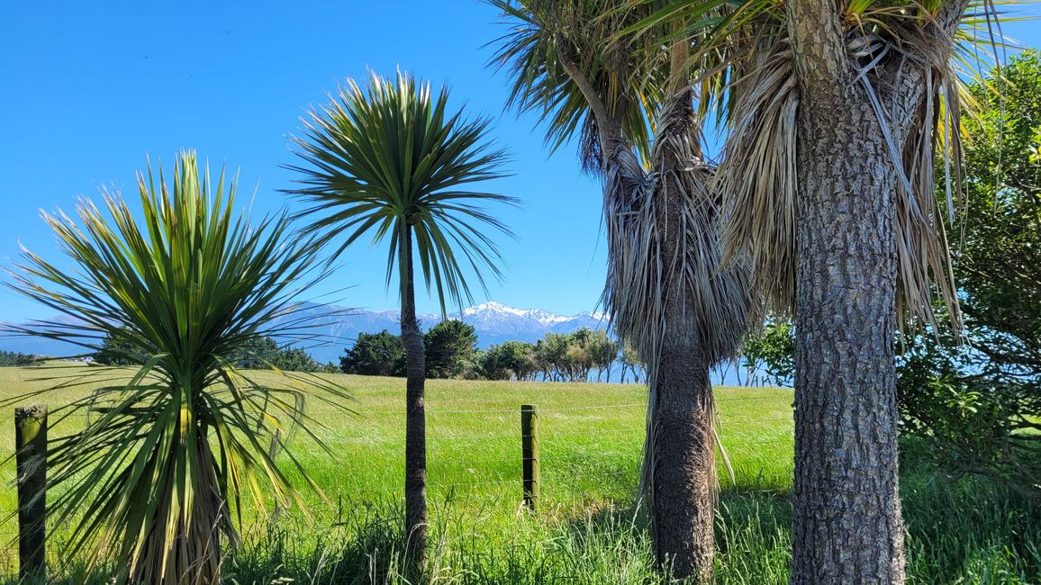 „Animal Watching“ in Kaikoura – Part Two (Seals, No Whales & Dolphins? - but Sheeps!)