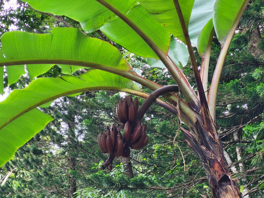 Paseo por el jardín, plátano rojo