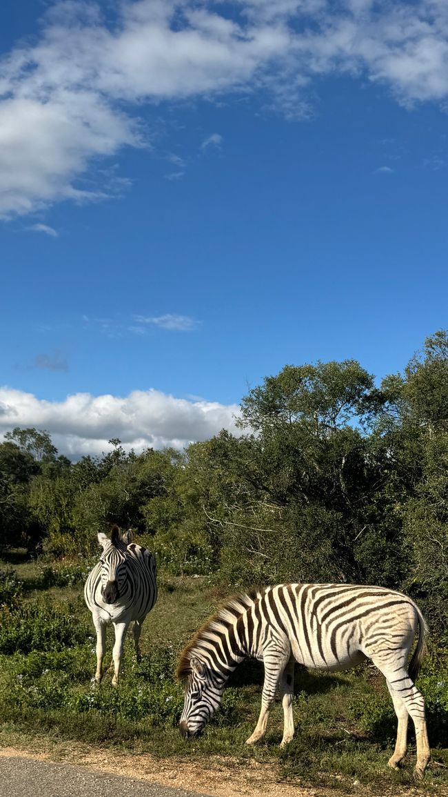 Addo Nationalpark