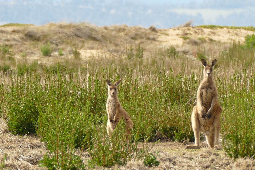 - Singapur & Tasmania 2019 -