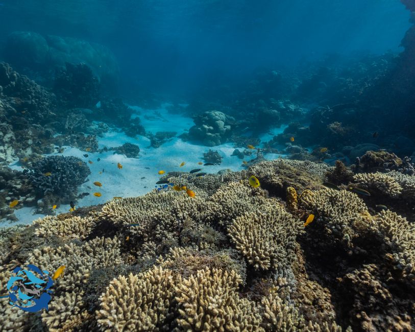 Snorkeling
