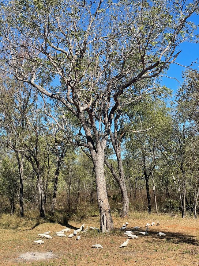 Kakadus Sorgen für den authentischen akustischen Hintergrund 
