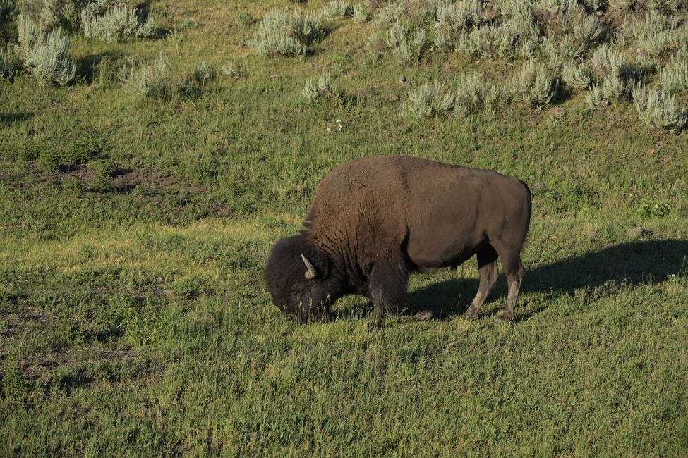 Bison im Lamar-Valley