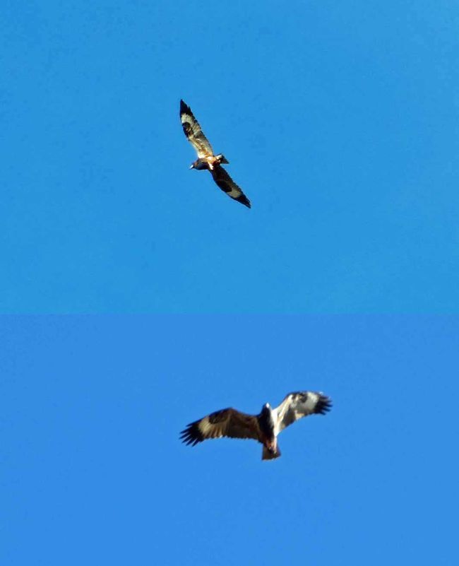 Vügel bei der Farm mit der Comboy Show