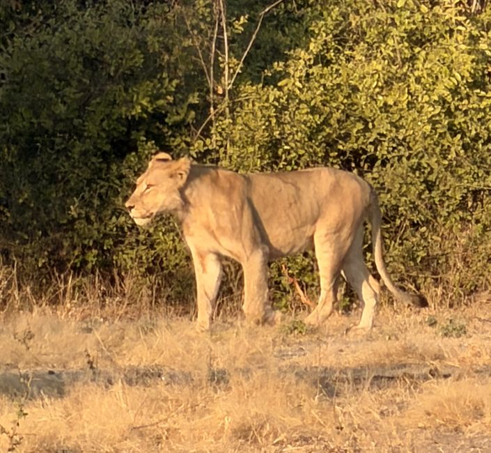 Zwischen Gänsehaut und Gegenverkehr 🦁🚙