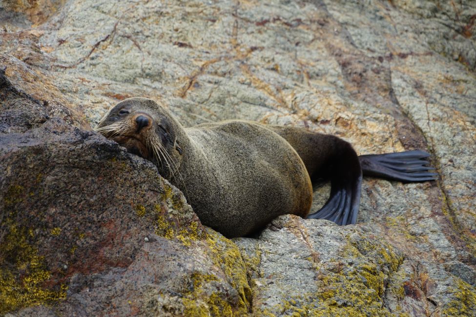 Timaru - Oamaru - Moeraki - Dunedin - Otago Peninsula - Oamaru