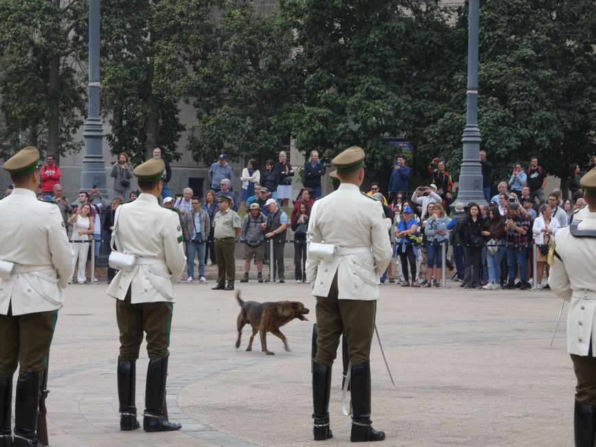Tanzender Hund