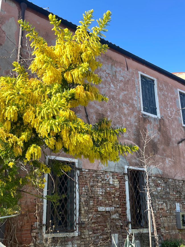 Mimose