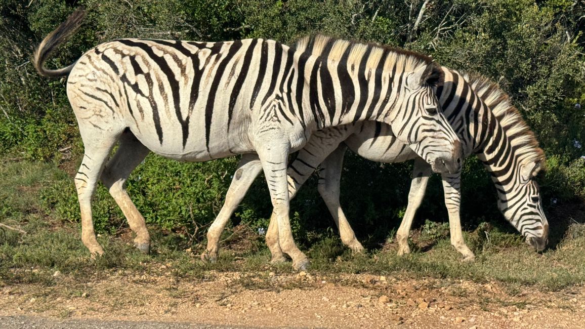 Addo Nationalpark