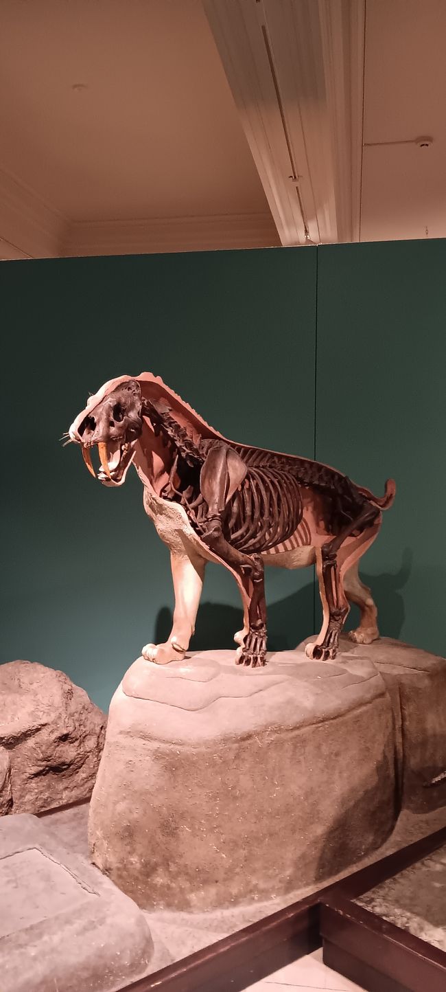 Museum of natural history I