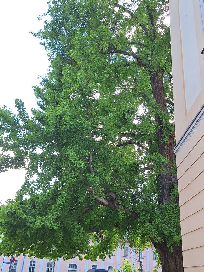 Ginkgo