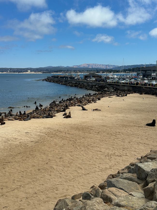 Sigue adelante por la costa Santa Cruz/Monterey/Big Sur/Morro Bay/Santa Bárbara/Malibú