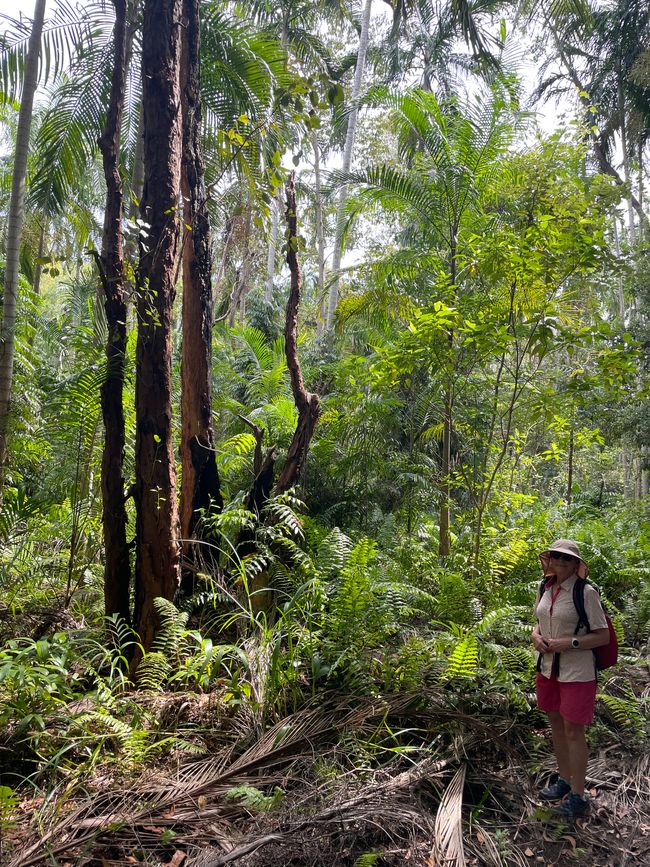 Tropical rainforest