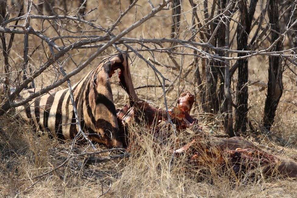 Etosha Part. II