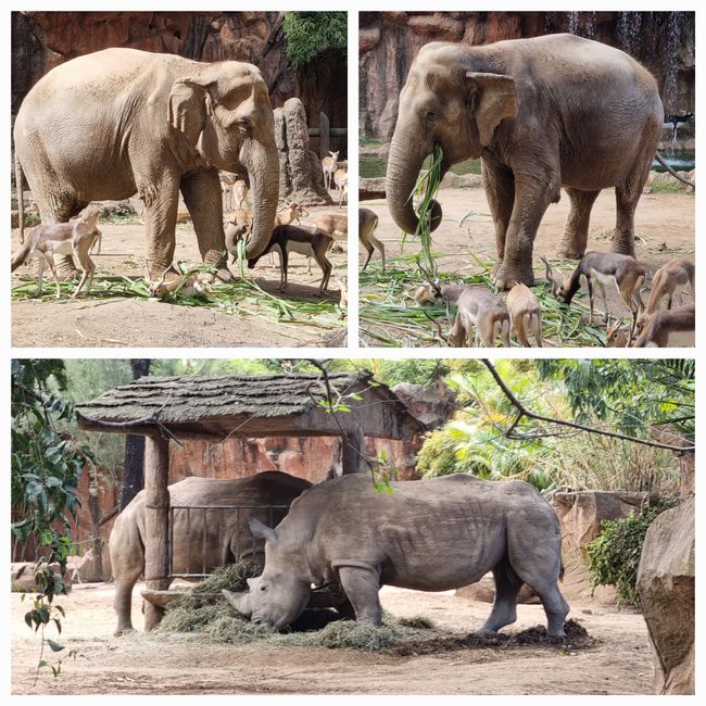 Tag drei: Zoo Aurora und Stadtteil Cayala
