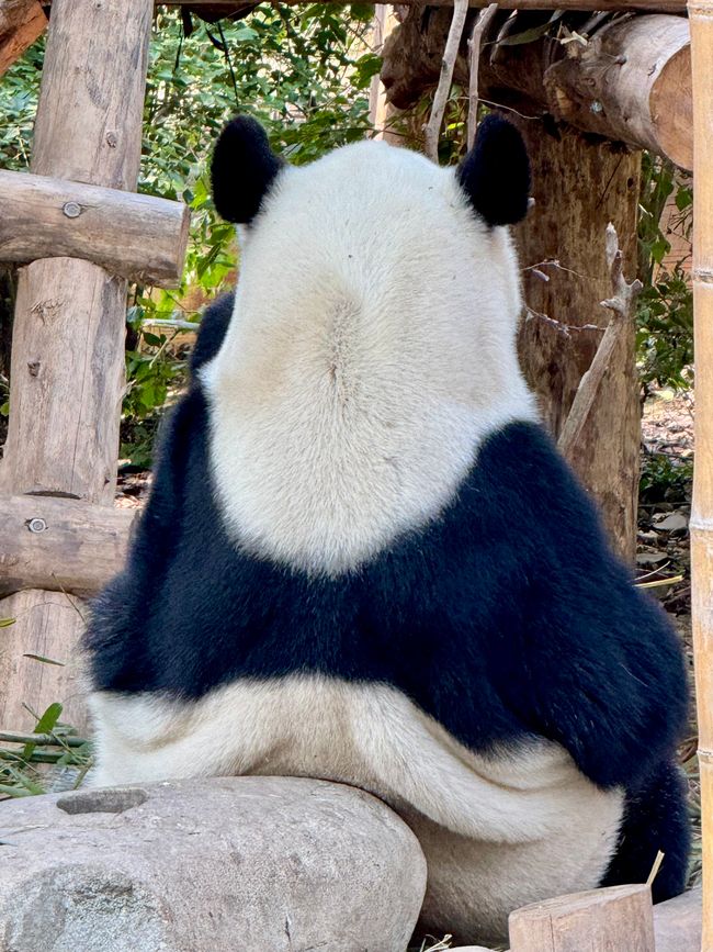 Part 2: Xi'an and Chengdu 🐼