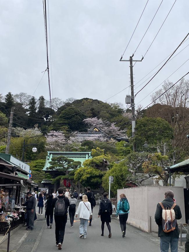 Kamakura-Freitag-11.04.25