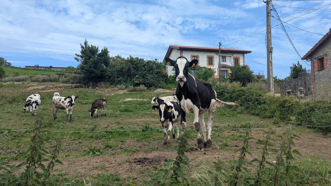 5. Etappe Camino del Norte von Santona nach Güemes