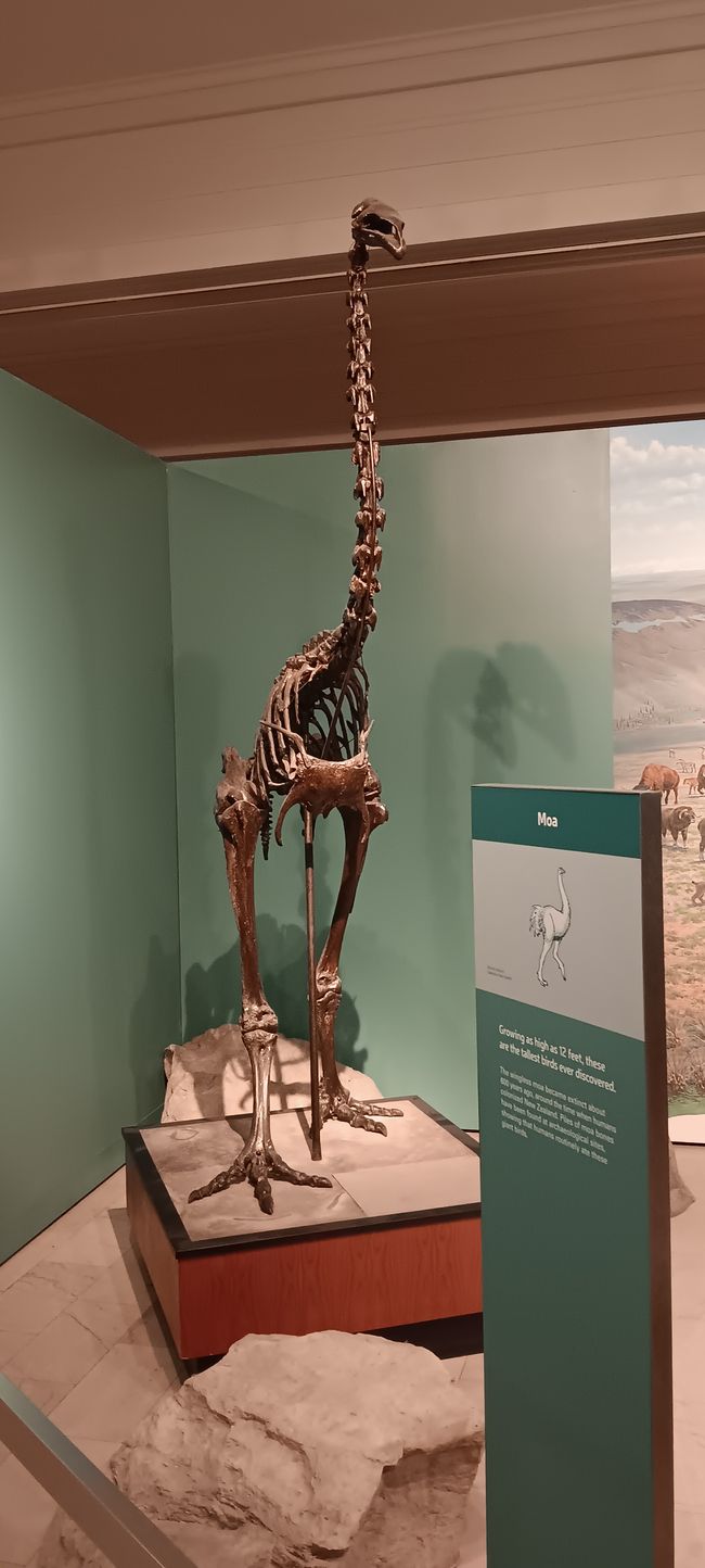 Museum of natural history I