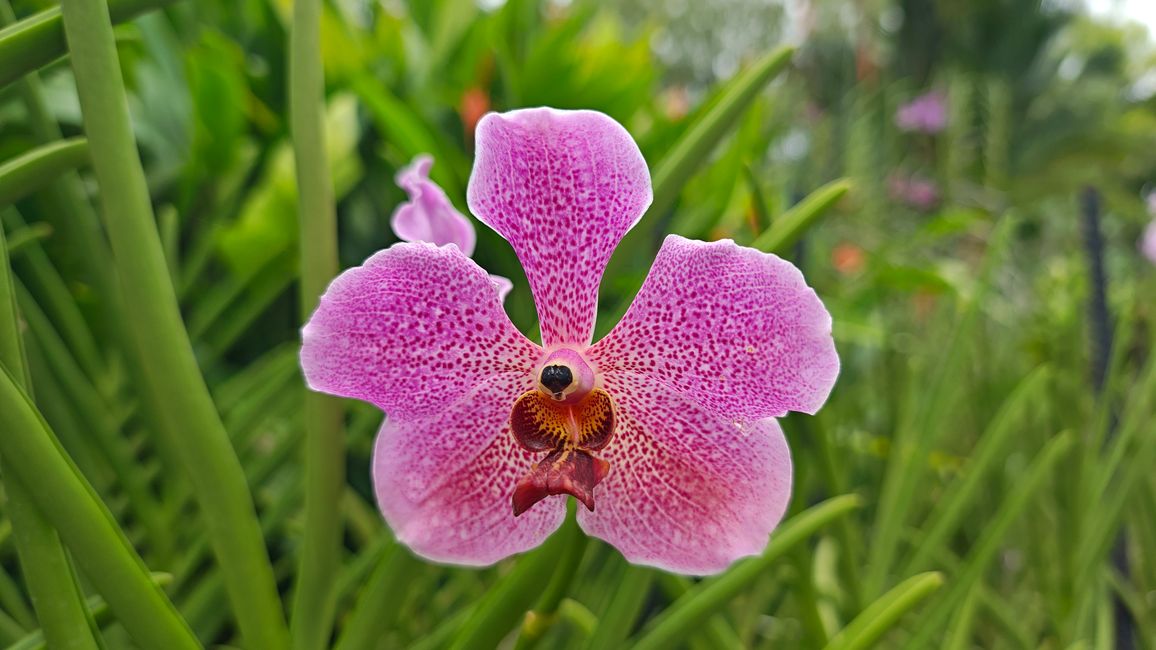 Gesicht einer Orchidee