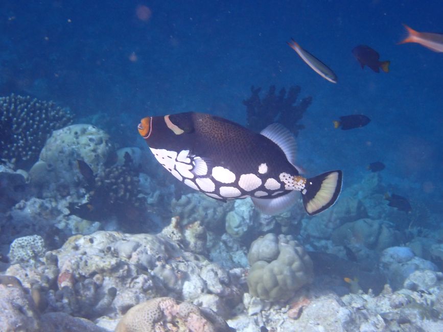 Leopard triggerfish / Clown triggerfish