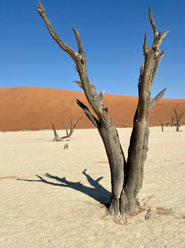 Namibia 2024: The Desert Foxes
