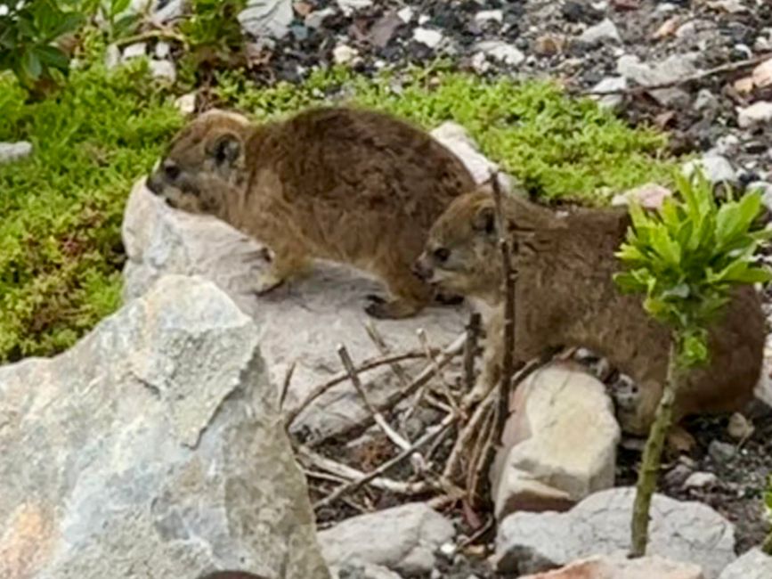 South Africa🇿🇦Week 6