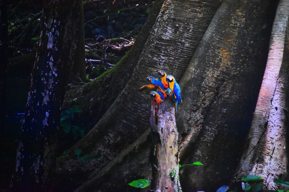 ¡AL JUNGLE! - El gasómetro de Pforzheim te transporta a la Amazonía