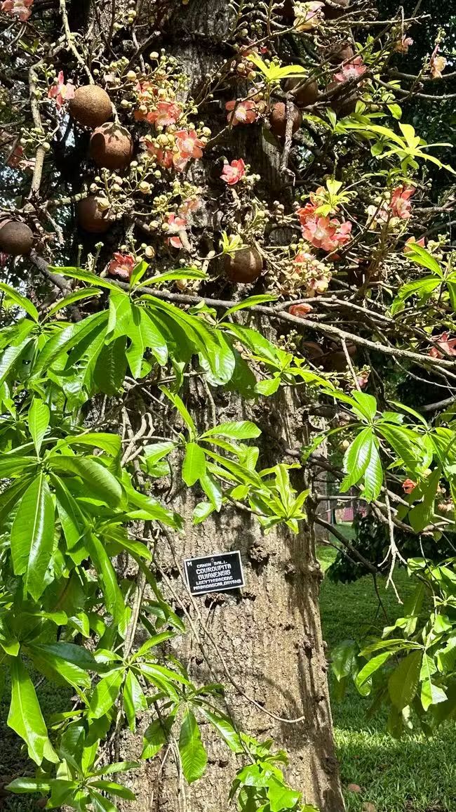 Giardini botanici reali di Peradeniya