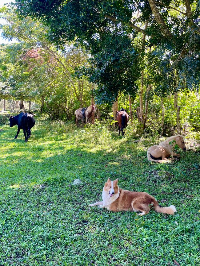 ein Ausflug zu Pferd