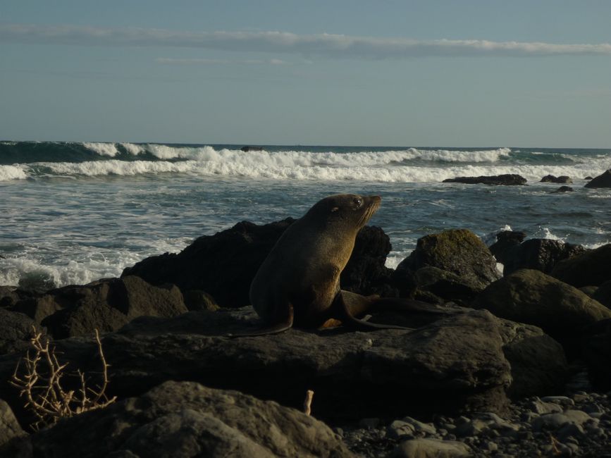 Robbe am Cape Palliser Strand