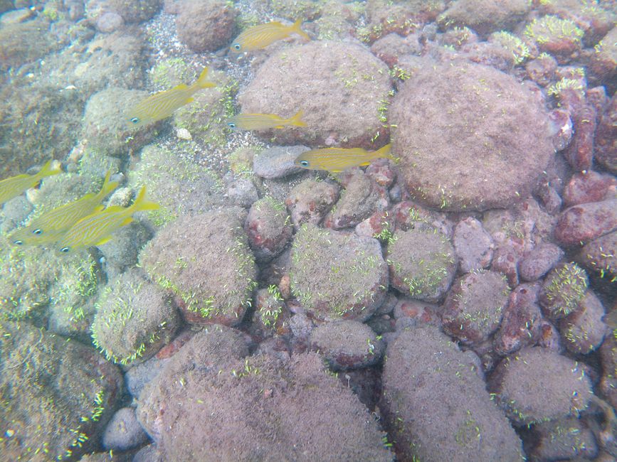Snorkeling davanti a Union Island