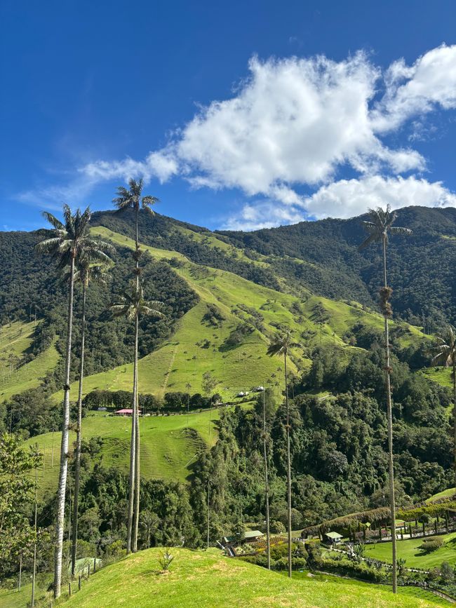 Cocora Valley