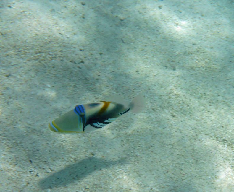 Mo orea