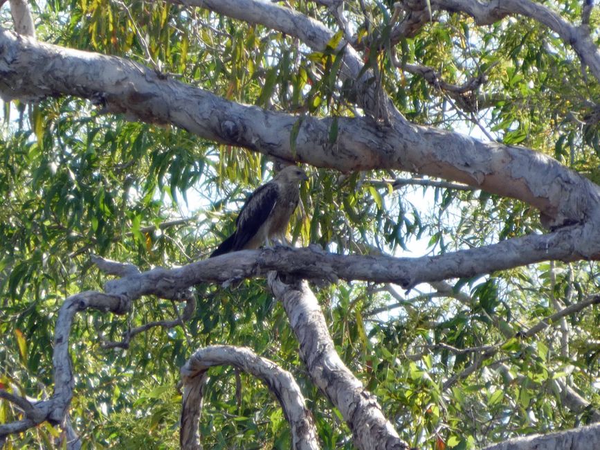 Kakadu National Park, Jabiru, Australien, Tag 3