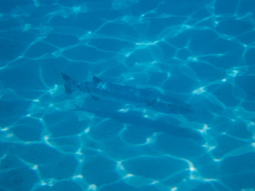Barracuda