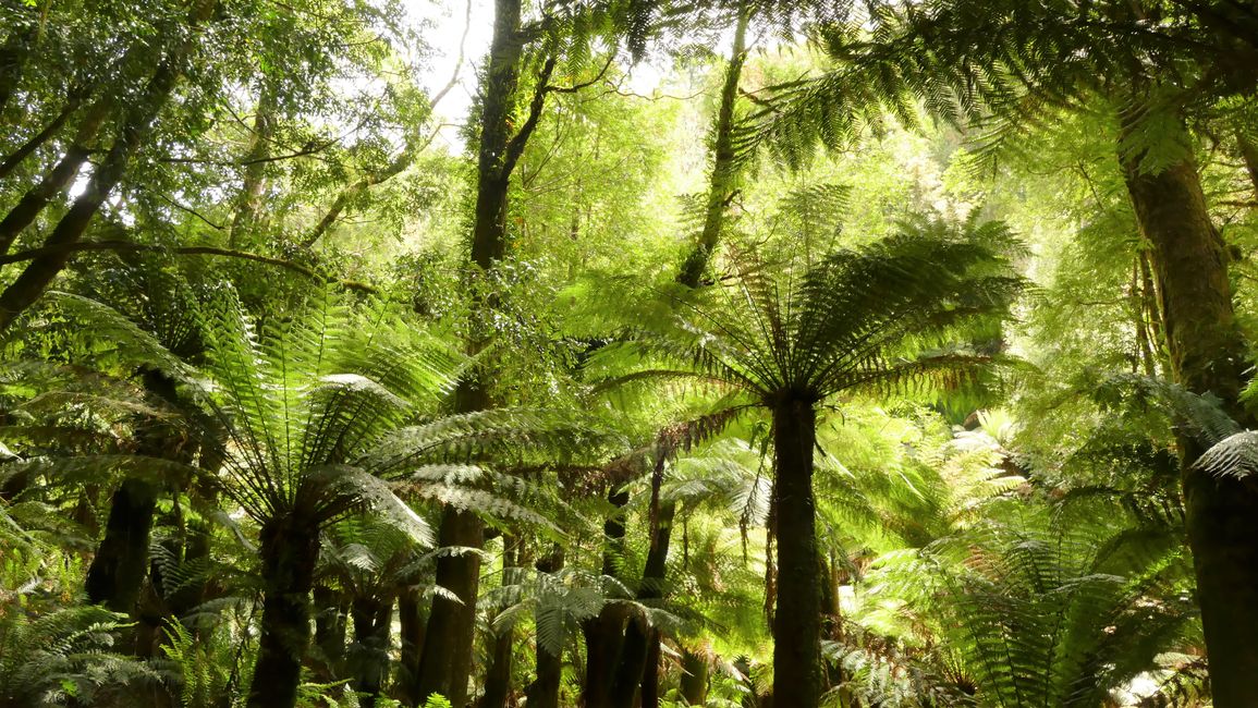 - Singapur & Tasmania 2019 -