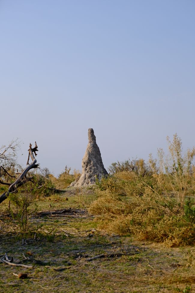 Okavango Delta 🇧🇼