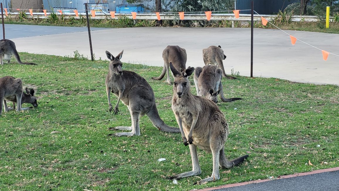 Halls Gap – Meet the Wildlife im Vorgarten