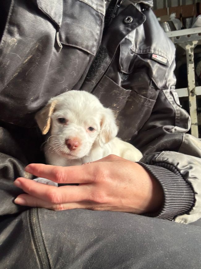 Perché i cani sono migliori degli esseri umani