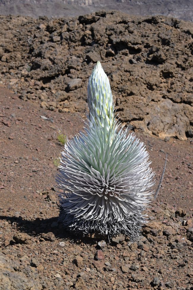 Volcan Haleakala - Randonnée dans le cratère - Épée d'argent